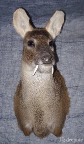hydropote et taxidermie