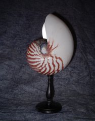 vente d'objet de cabinet de curiosité