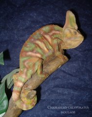vente de reptile, amphibien, tortue...
