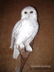 vente d'oiseaux naturalisés