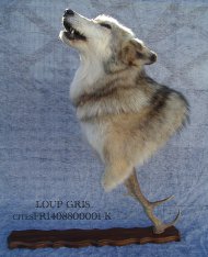 vente d'animaux naturalisé