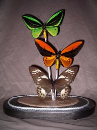 vente d'arthropodes