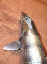 taxidermie du bonefish