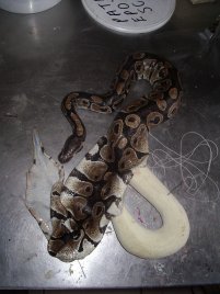 naturalisation python