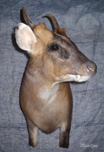 muntjac angleterre