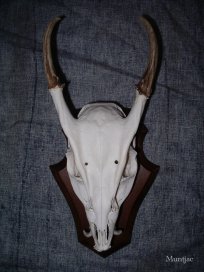 muntjac angleterre
