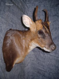 muntjac et taxidermie