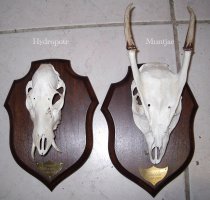 hydrpote et muntjac d'Angleterre
