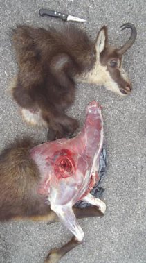 précaution pour la taxidermie des mammifères
