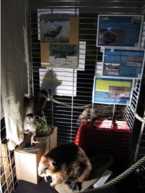 les animaux nocturnes