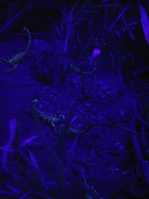 fluorescence