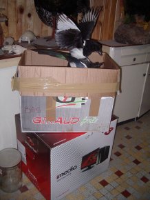 l'Art de la taxidermie