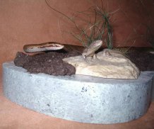 Championnat du monde de taxidermie