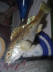 Concours européen de taxidermie 2002