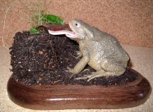Concours européen de taxidermie 2006