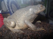 Concours européen de taxidermie 2002