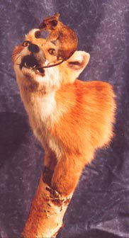 Concours européen de taxidermie 2002