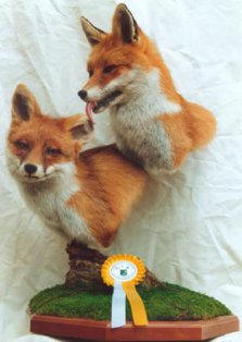 Concours européen de taxidermie 2000