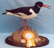 Concours européen de taxidermie 2002