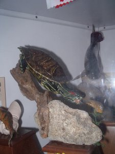 Concours européen de taxidermie en France