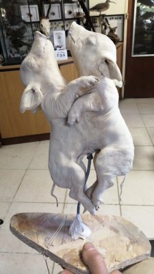 taxidermie cochon siamois