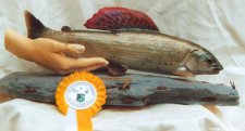 Concours européen de taxidermie en France