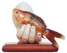 Concours européen de taxidermie en France