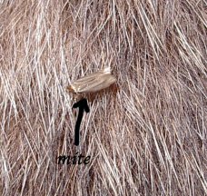 protection des collections d'histoire naturelles