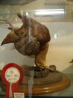 Scolopax rusticola et taxidermie