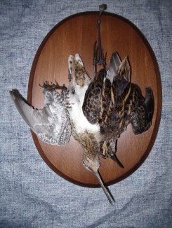 Retour de chasse bécassine des marais et sourde