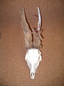 Crâne chevreuil pédagogique :
