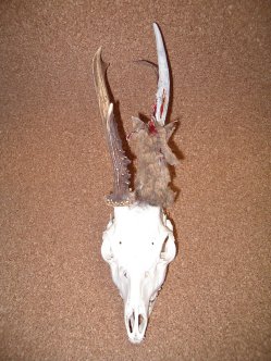 Crâne chevreuil pédagogique :