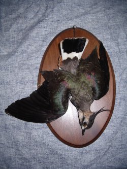taxidermie et nature morte