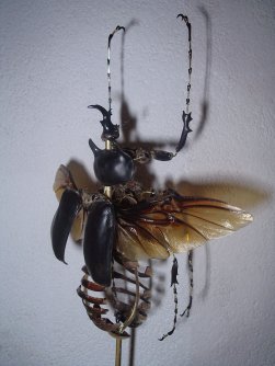 megasoma éclaté à la Beauchêne