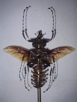 megasoma éclaté à la Beauchêne