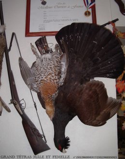 taxidermie et nature morte
