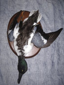 Canard souchet à la passée