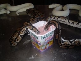 moulage reptiles