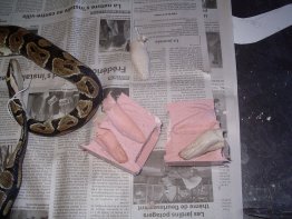 moulage reptiles