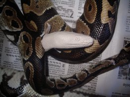 moulage reptiles