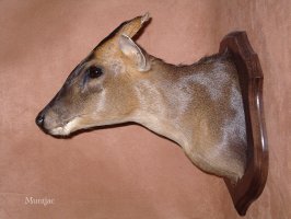 muntjac et taxidermie
