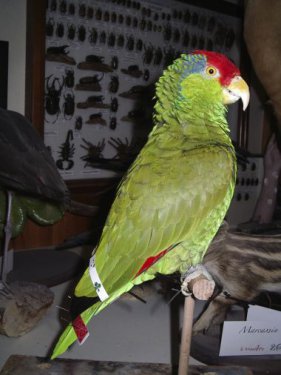 La taxidermie des oiseaux, en photos
