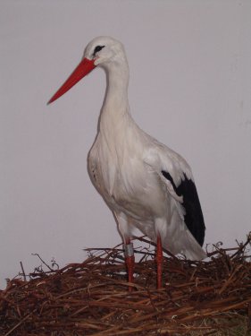 La taxidermie des oiseaux