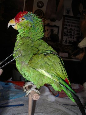 La taxidermie des oiseaux, en photos