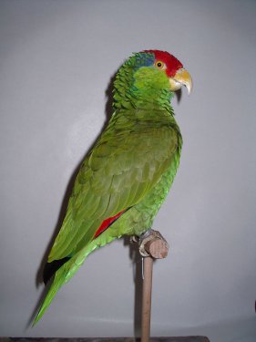 naturalisation des oiseaux