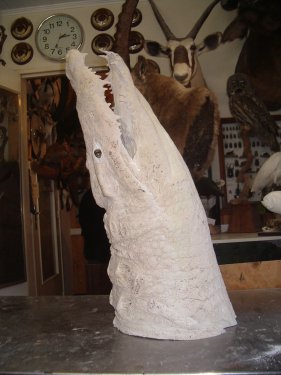 Crocodylus niloticus (Laurenti, 1768)