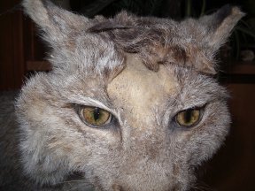 taxidermie, protection des collections
