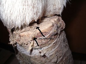 protection des collections d'histoire naturelles
