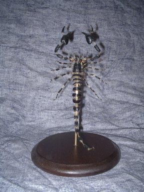 scorpion éclaté à la Beauchêne