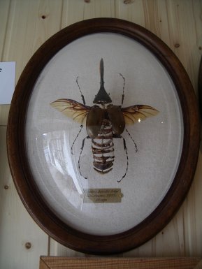 dynaste éclaté à la Beauchêne